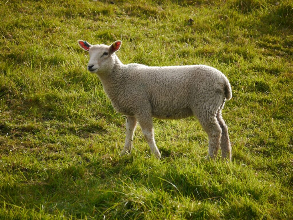 Photo lamb shanks recipes