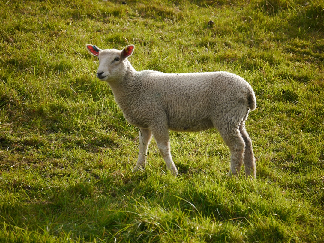 Photo lamb shanks recipes