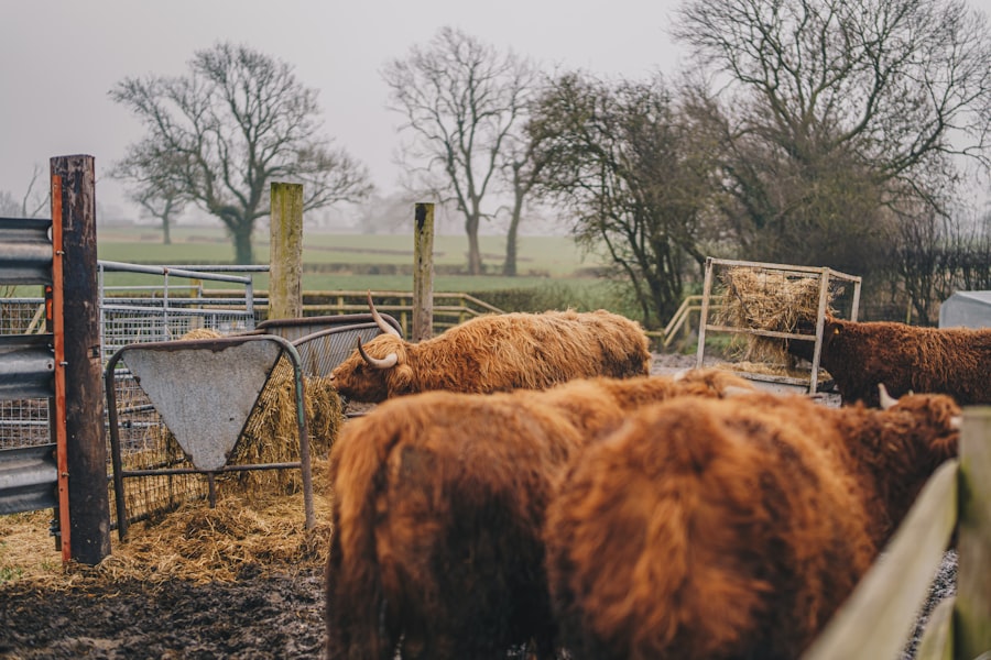 Photo British Meat Cuts